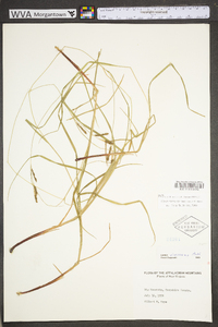 Carex virescens image