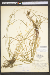 Carex virescens image