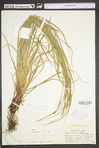 Carex virescens image