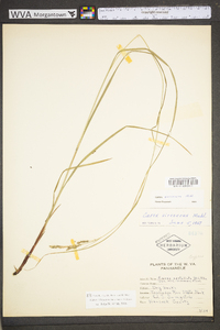 Carex virescens image