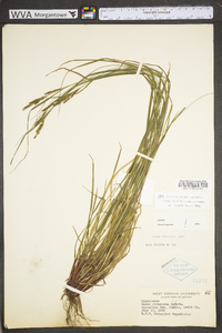 Carex virescens image