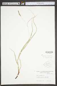 Carex virescens image