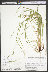 Carex virescens image