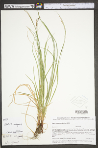 Carex virescens image