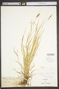 Carex virescens image