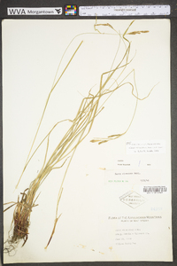 Carex virescens image