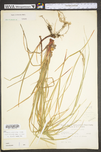 Carex virescens image