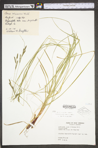 Carex virescens image