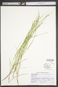 Carex virescens image