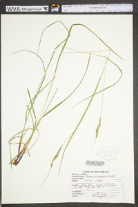 Carex virescens image