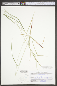 Carex virescens image