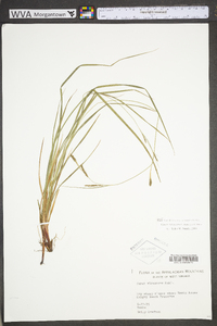 Carex virescens image