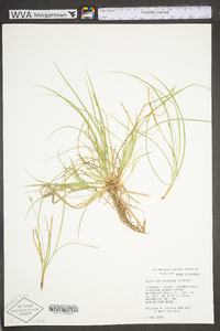 Carex willdenowii image