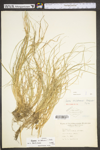 Carex willdenowii image