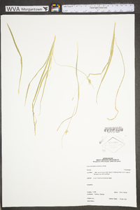 Carex willdenowii image