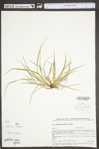 Carex willdenowii image