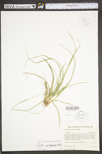 Carex willdenowii image