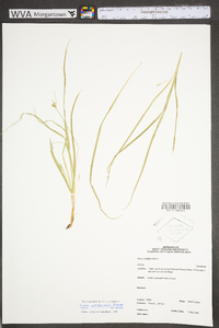 Carex umbellata image