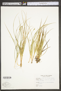 Carex willdenowii image