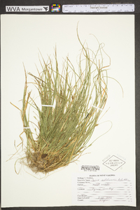 Carex willdenowii image