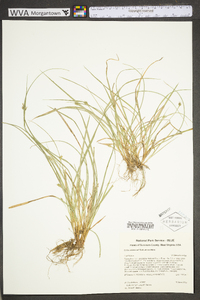 Carex willdenowii image