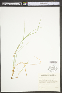 Carex willdenowii image