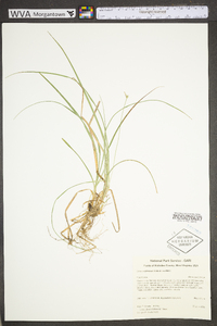 Carex willdenowii image