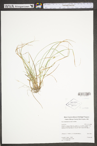 Carex willdenowii image