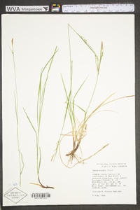 Carex woodii image