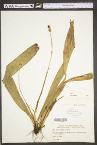 Carex fraseriana image