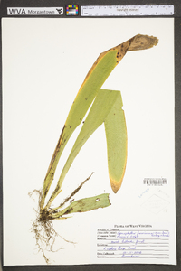 Carex fraseriana image