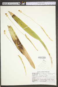 Carex fraseriana image