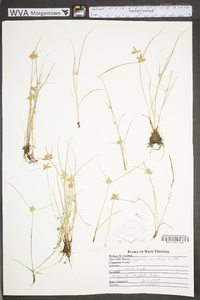 Cyperus bipartitus image