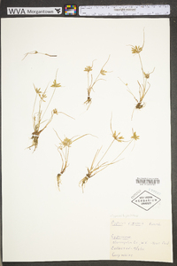 Cyperus bipartitus image