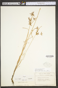 Cyperus bipartitus image