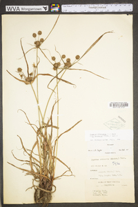 Cyperus echinatus image