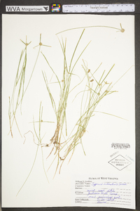 Cyperus echinatus image