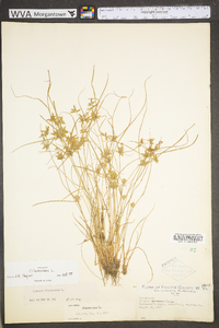 Cyperus flavescens image