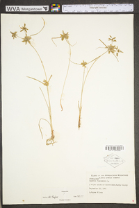 Cyperus flavescens image