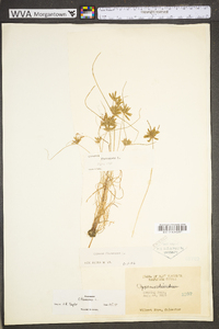 Cyperus flavescens image