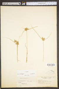 Cyperus flavescens image