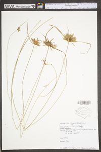 Cyperus flavescens image