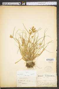 Cyperus flavescens image