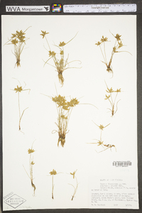 Cyperus flavescens image