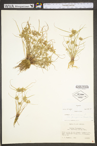 Cyperus flavescens image