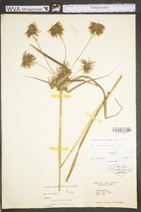 Cyperus lancastriensis image