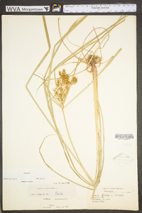 Carex jamesii image