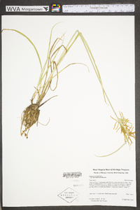 Cyperus esculentus var. leptostachyus image