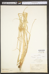 Cyperus esculentus var. leptostachyus image