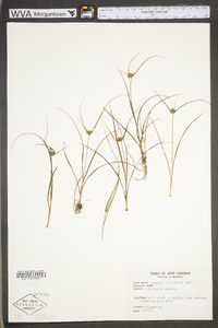 Cyperus lupulinus subsp. lupulinus image